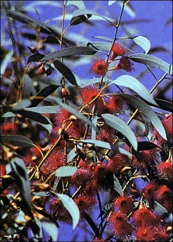 Weißer Eukalyptus eucalyptus leucoxylon "rosea" ca. 200 Samen