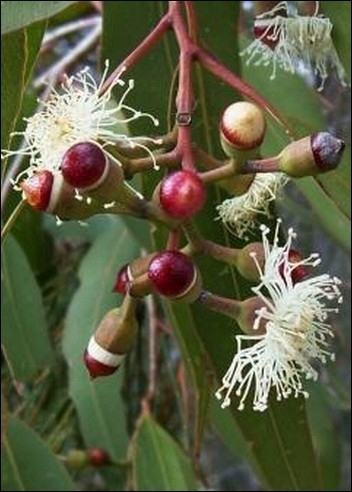 Zitronen-Eukalyptus eucalyptus citriodora syn. E. maculata ca. 100 Samen