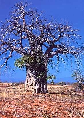 Australischer Affenbrotbaum adansonia gregorii 6 Samen