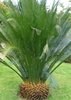 Australischer Palmfarn macrozamia communis 2 Samen