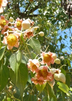 Kurrajong-Bottle Tree brachytion populneus ca. 20 Samen