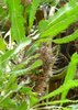 "Old man"-Silberbanksia banksia serrata 5 Samen