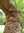 "Old man"-Silberbanksia banksia serrata 5 Samen