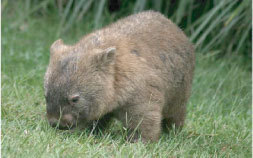 Wombat-Magnet ca. 7x4,5cm