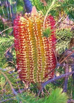 Rote Sumpf Banksia banksia occidentalis 5 Samen