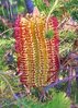 Rote Sumpf Banksia banksia occidentalis 5 Samen