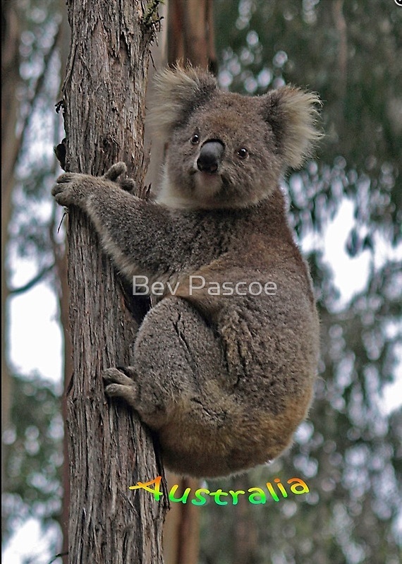 Grußkarte Australien Koala auf dem Baum