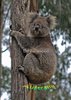 Grusskarte Koala im Baum kletternd