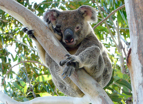 Grusskarte Koala im Baum schlafend