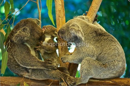 Grusskarte Koalas neugierig