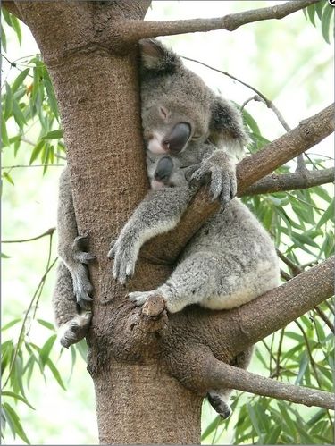 Grusskarte Koalas schlafend