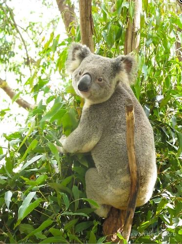 Grusskarte Koala zurückblickend
