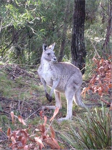 Grusskarte Kangaroo im Busch