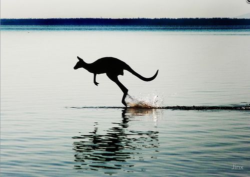 Grusskarte Kangaroo durchs Wasser!