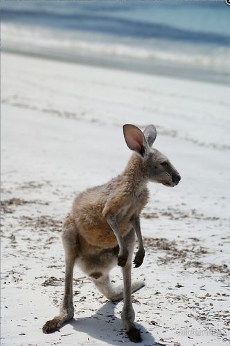 Grusskarte Kangaroo Joey am Strand
