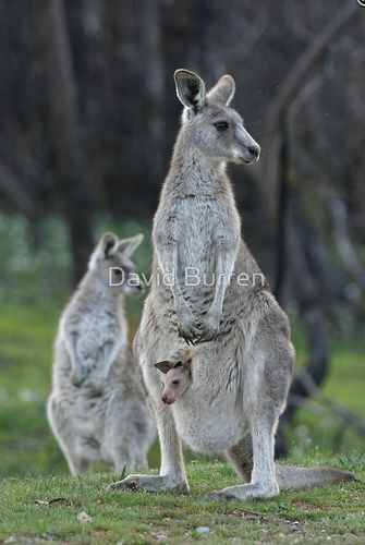 Grusskarte Kangaroo Joey und Mutter