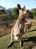 Grusskarte Kangaroo Mutter mit Joey