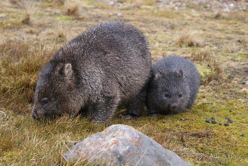 Grusskarte Wombat & Baby