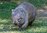 Grusskarte Wombat Common