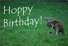 Grusskarte Kangaroo Hoppy Birthday