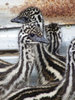 Grusskarte Emu Chicks