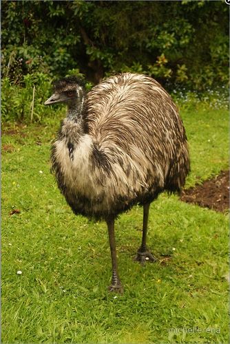 Grusskarte Emu Vollbild
