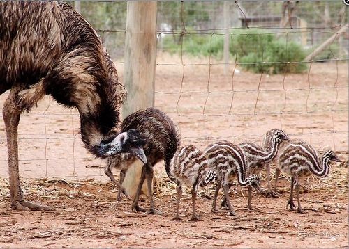 Grusskarte Emu Mutter mit Chicks