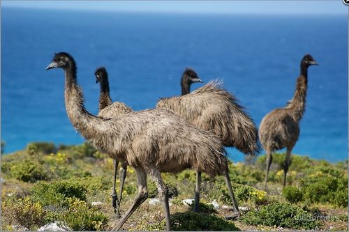 Grusskarte Emus By the Sea