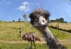Grusskarte Emu Schauend