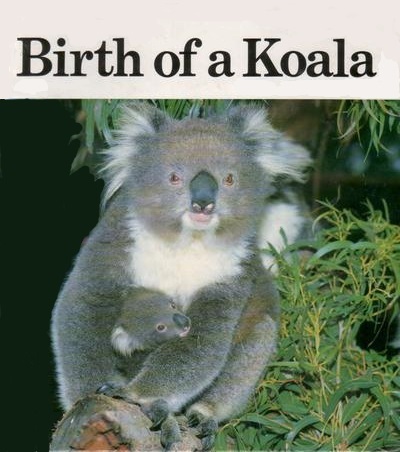 Birth of a Koala: Burt/McLeod (dt.) 40 S.