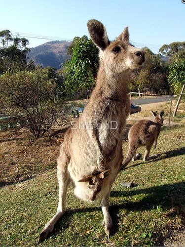 Grusskarte Kangaroos Roaming