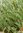 Bodendecker Banksia banksia blechnifolia 5-6 Samen