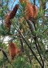 Haarpinsel-Banksie banksia spinulosa 5 Samen