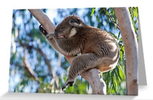Grusskarte Koala im Baum schlafend 2
