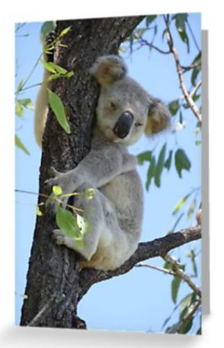 Grusskarte Koala im Baum schlafend 3