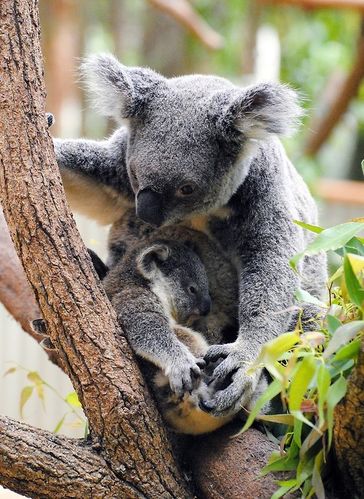 Grusskarte Koala mit Joey