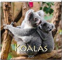 Koalas Kalender 2020 MHD überschritten!