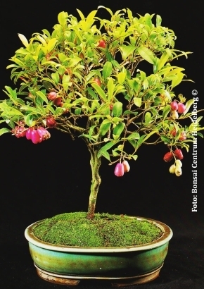 Australische Buschkirsche syzygium paniculatum syn. Eugenia myrtifolia ca. 8 Samen