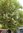 Norfolk-Eibisch pyramidenbaum  lagunaria patersonia ca. 10 Samen