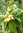 Norfolk-Eibisch pyramidenbaum  lagunaria patersonia ca. 10 Samen