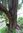 Terpentinbaum syncarpia glomulifera ca. 75 Samen