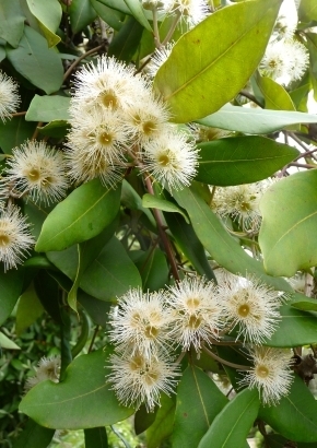 Terpentinbaum syncarpia glomulifera ca. 75 Samen