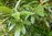 Australischer Cheesewood pittosporum undulatum ca. 20 Samen