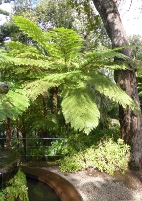 Australische Schuppenbaumfarn 200 Sporen cyathea cooperi