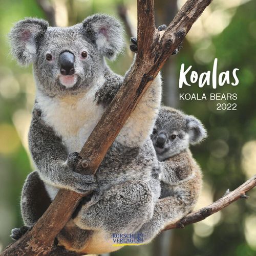 Koalas Kalender 2022 ca. 30x30cm MHD überschritten!