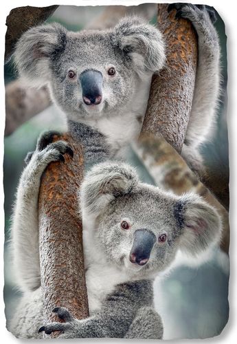 Decke Koala 130x160 cm Polyester