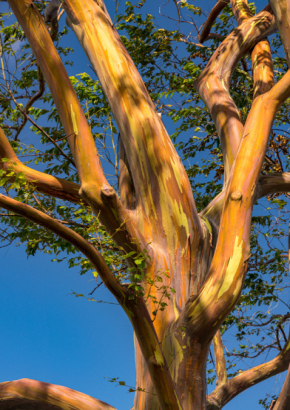 Regenbogen-Eukalyptus eucalyptus deglupta ca. 50 Samen