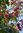 Red Lacebark Tree brachytion discolor-Red 8 Samen
