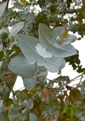 Eukalyptus Silver Dollar eucalyptus cinerea ca. 30 Samen
