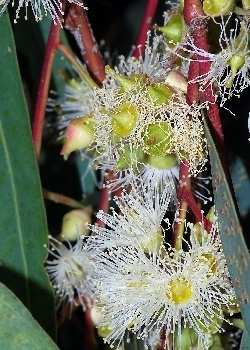 Roter Fluß-Eukalyptus eucalyptus camaldulensis ca. 200 Samen